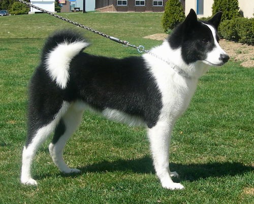A black and white Karelian Bear Dog standing outside in grass in front of a neighborhood house