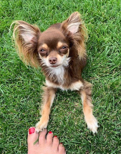 A little brown, tan with white dog with an apple shaped head and large prick ears that are set very wide apart with long fringe hair hanging from them laying down in green grass with a person
