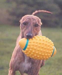 A brown with black brindle Whippet dog is running across a field and it has a yellow with blue football in its mouth. The dog has a long tail.