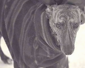 Close up - A brindle Whippet wearing a black coat is standing outside in snow.