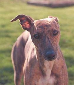 Close up - A brown with white Whippet dog that is standing on grass and it is looking forward. It has a long snout, a black nose and one ear is pinned back while the other ear is standing up and folded over at the tip. Its eyes are brown.