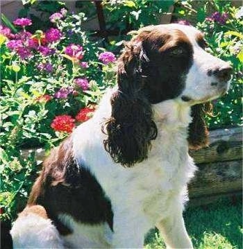 Emily the brown and white English Springer Spaniel is sitting in front of a flower bed.