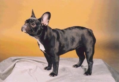 Side profile - A black with white French Bulldog is standing on a stand with a grey blanket over it and a yellow wall behind it.