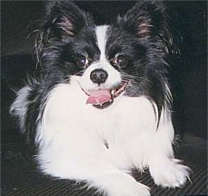 Close up front view - A happy looking, white and black Papillon is laying on a carpet looking forward. Its mouth is open and its tongue is out.