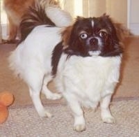 Front side view. A white with black and brown Tibetan Spaniel is standing on a carpeted surface, it is looking up and forward. The dog has one blue eye and one brown eye.