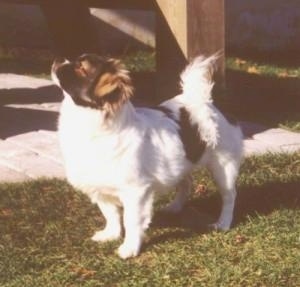 The front left side of a white with black and tan Tibetan Spaniel dog standing across a grass surface, its head is up and it is looking to the left. The dogs tail is curled up over its back. Its body is mostly white.