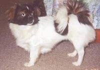 The left side of a white with black and brown Tibetan Spaniel dog standing across a carpeted surface and it is looking to the right showing its blue eye.