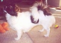 The left side of a white with black and brown Tibetan Spaniel that is standing across a carpeted surface, it is looking up and to the left showing its brown eye.