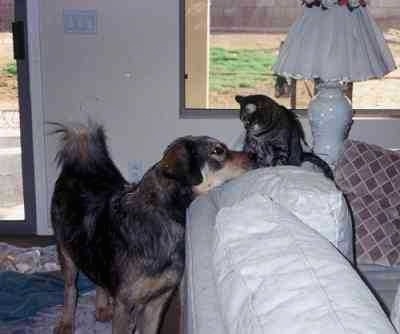 The front right side of a black with gray and tan Tibetan Mastiff that is standing behind a couch and it is looking up at a cat that is sitting on the couch.