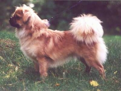 Left Profile - A brown with black Tibetan Spaniel dog posing outside in grass and it is looking to the left. Its fluffy tail curls up over its back and puffs out in a lighter hair.
