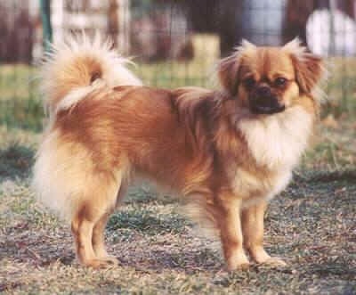 The right side of a red with white Tibetan Spaniel that is standing across a brown grass surface and it is looking forward. The dog has longer hair on its fold over short ears and longer hair on its tail that curls up over its back.