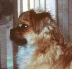 The front left side of a brown with white and black Tibetan Spaniel dog sitting on a carpet and it is looking to the left. The dogs small ears fold over to the front. It has wavy hair on its neck dark eyes and a dark pushed back muzzle.