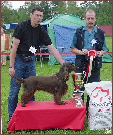 A Brown Field Spaniel is being posed on a platform behind Three trophies. There is a person wearing a fanny pack holding the its tail and chin up. There is another person behind it holding a red and white ribbon. There is a green and blue tent set up in the background.