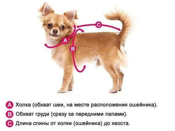 Правила замеров одежды для собаки