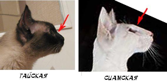 Сиамская кошка имеет клиновидную форму черепа