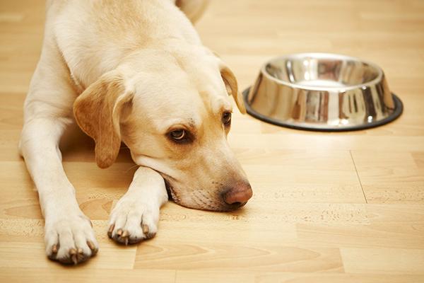 Если собака часто дышит, скулит, отказывается от еды, обратитесь к специалисту