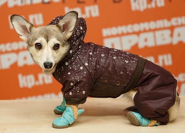 Некоторые породы собак нуждаются в одежде зимой