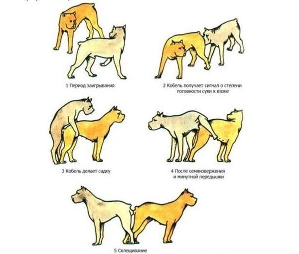 Этапы вязки собак