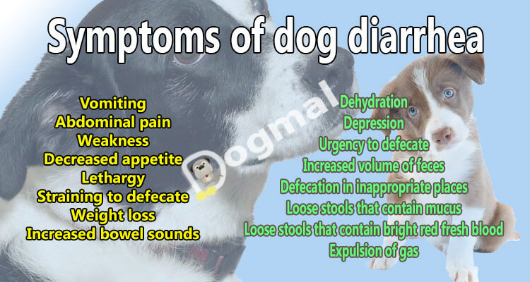 Symptoms of dog diarrhea