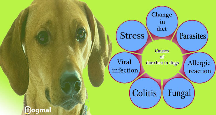 causes of diarrhea in dog