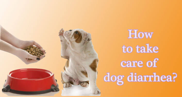 how to take care of dog diarrhea