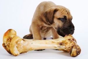 трубчатая кость и щенок