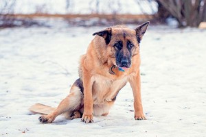отнимаются лапы у овчарки