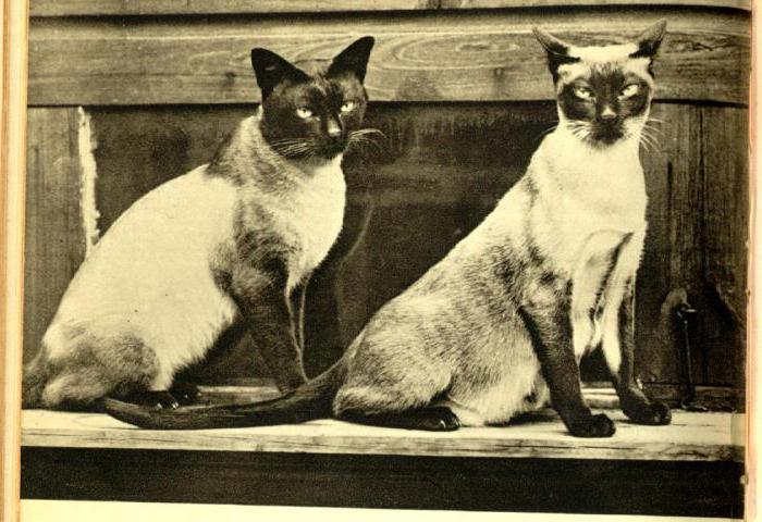  сиамская и тайская кошка отличия