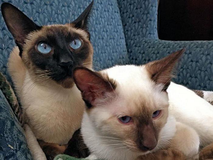  сиамская и тайская кошка отличия фото