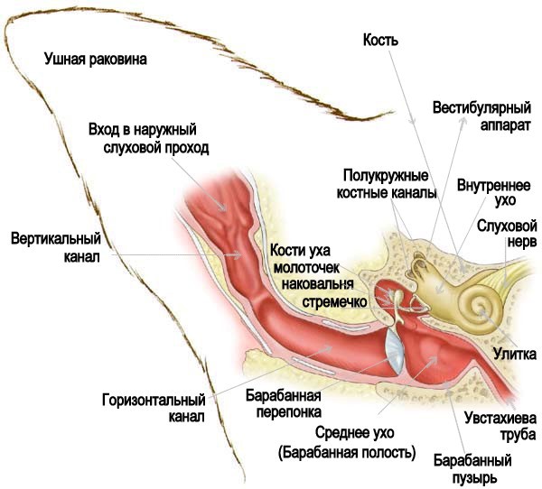 Анатомия уха собаки