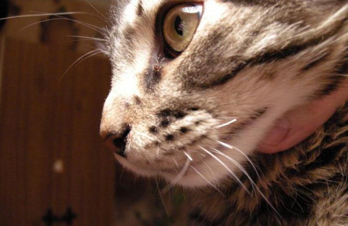почему у котенка могут ломаться усы
