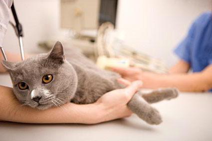 нормальная температура тела у кошек