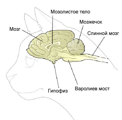 эпилепсия у кошек симптомы лечение