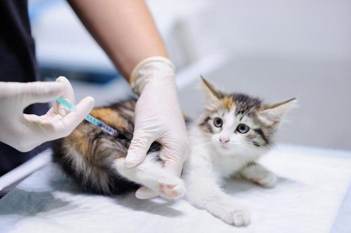 вакцины для котят 