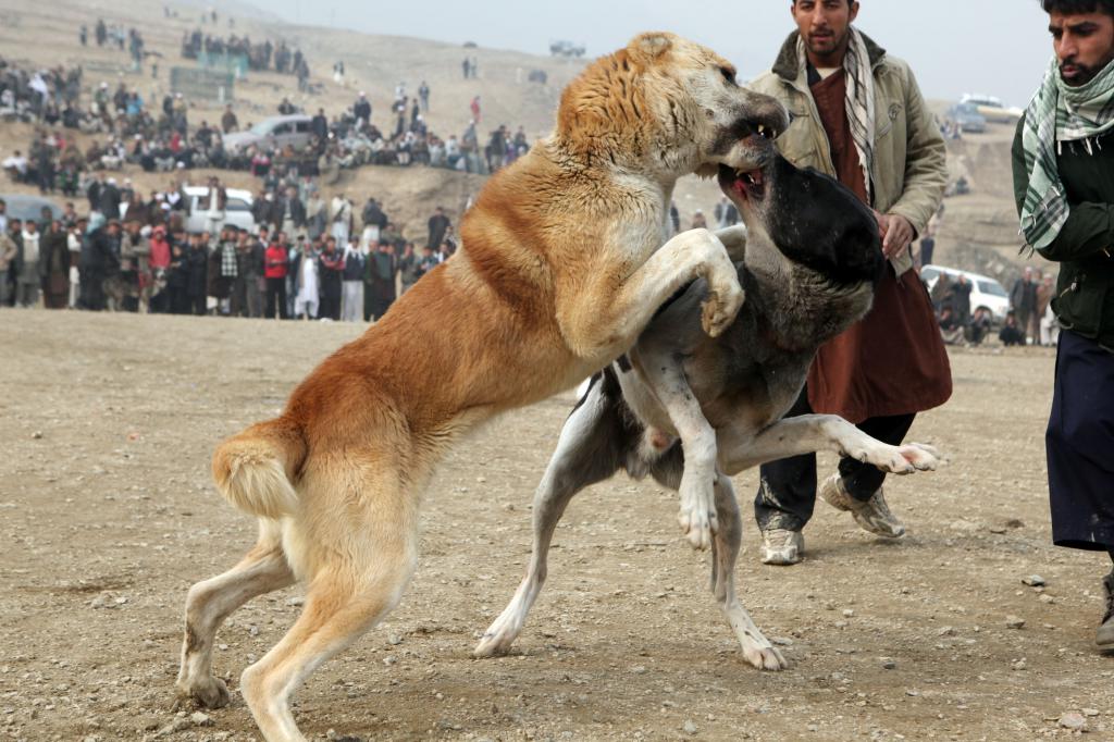 Спортивный бой среднеазиатских овчарок