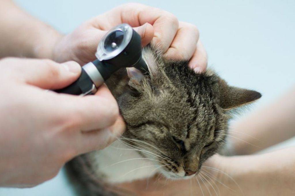 Подробно о болезнях ушей у кошек симптомы и лечение в домашних условиях
