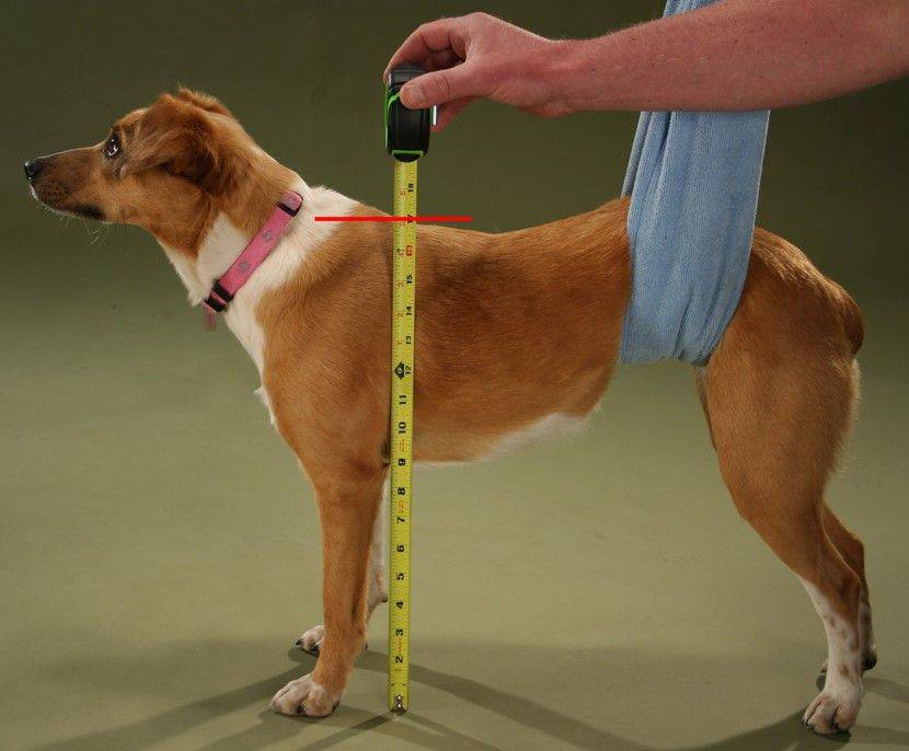 как измерить высоту собаки в холке