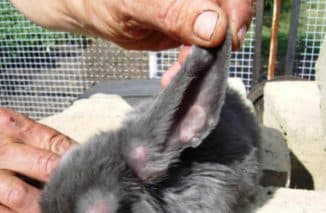 лечение ушей кроликов