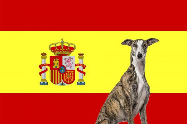 Испанские породы собак - Топ 26
