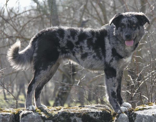 Испанские породы собак - Top 26 - 22. Carea Leonés
