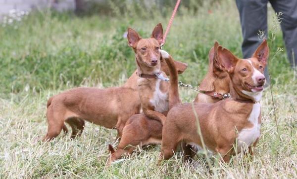 Испанские породы собак - Top 26 - 6. Маневр андалузской гончей