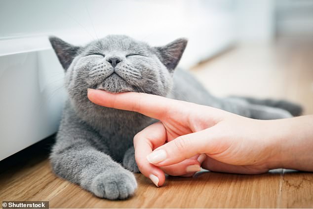 Did you know? Our personalities and gender, the regions of the cat’s body we touch and how we generally handle cats, may all play an important role in how the cat responds to us