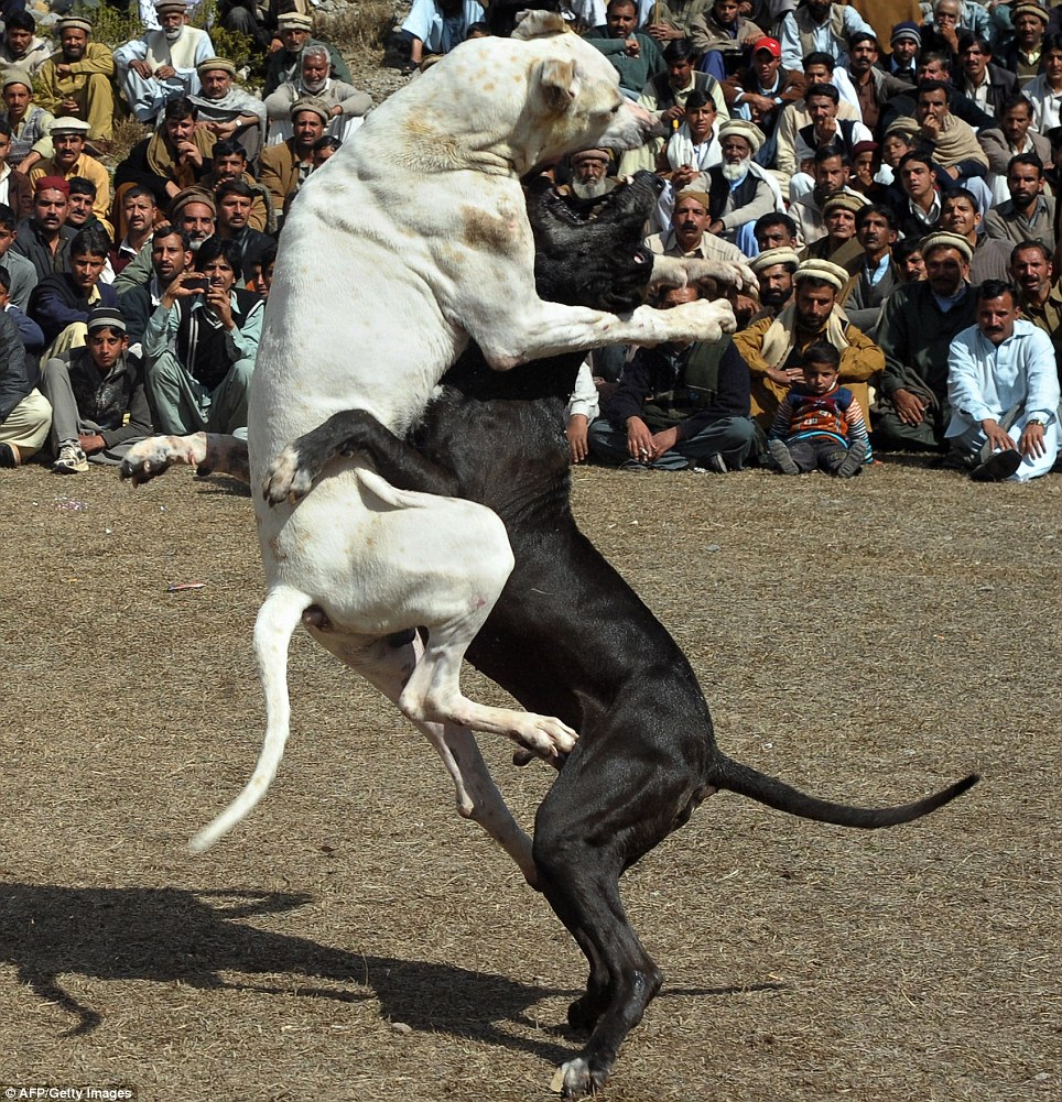 Fight to the death: Two dogs tear into each other as a crowd of villagers watch on in Lora, northwestern Pakistan