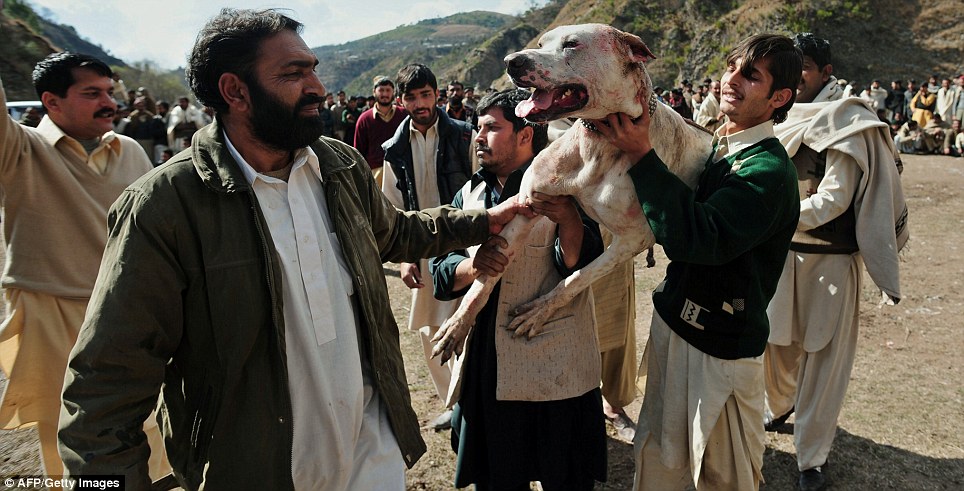 Victorious: This dog won the tournament, but many of the animals suffer crippling injuries and most fights are to the death