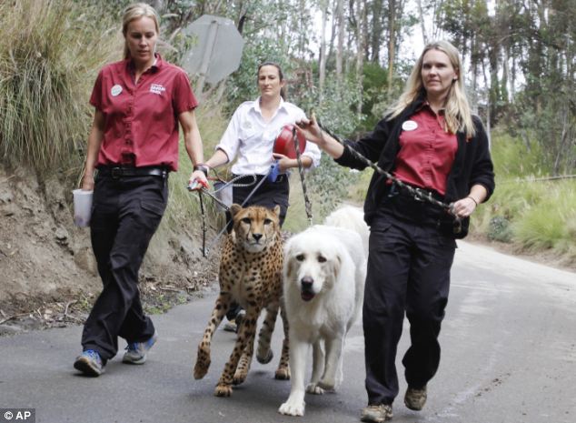 Cheetah keepers Shannon Smith, left, Kim Hanley, second from left, walk Shiley, while Larissa Combs, lead cheetah keeper, walks Yeti at Safari Park
