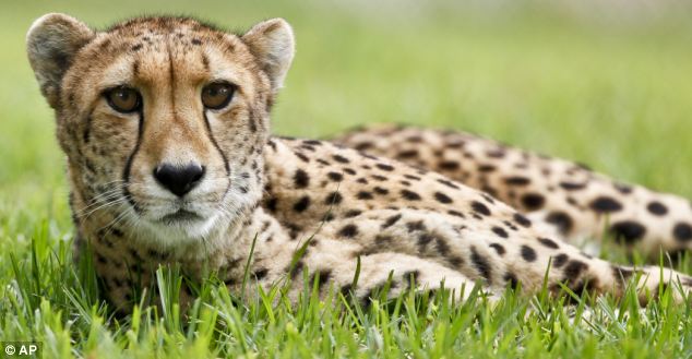 Nairobi, a 9-year-old female cheetah, keeps an eye on activity in an adjacent enclosure at the cheetah breeding facility at Safari Park