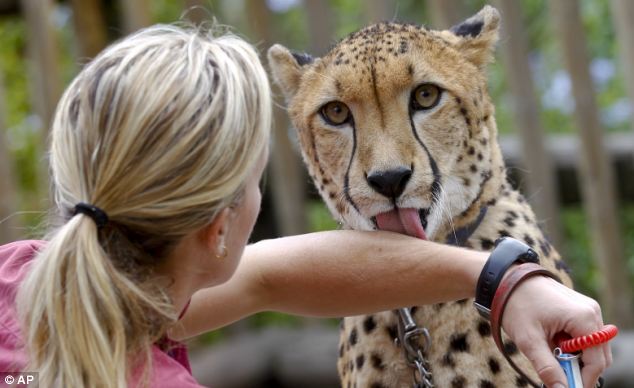 Keeper Shannon Smith gets a lick from Shiley during a animal ambassador walk through at Safari Park