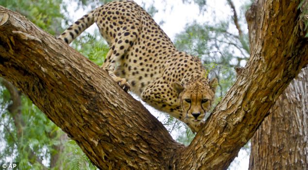 Makena, a 7-year-old female cheetah, maneuvers through a tree keeping a close watch on a stranger in the cheetah breeding facility at Safari Park