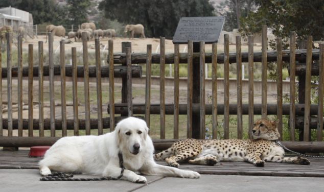 Shiley, a male cheetah 3-and-a-half-years-old, and Yeti, a female Anatolian shepherd who serves as Shiley