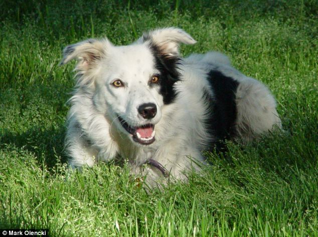 Alert: As a Border collie, Chaser is genetically attuned to chase, but Dr Pilley said other breeds can also learn words. He has now lifted the lid on how he taught her in a new book about their work